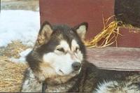 NSUch NTch Avalanche Selma (1996 - 2008)